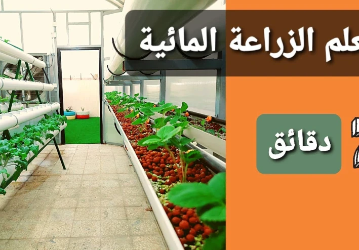 زراعة النباتات بدون تربة .. هذا ما يعنيه الزراعة المائية فهيا تحافظ على الصحه العامه