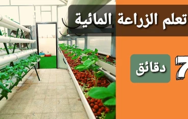 زراعة النباتات بدون تربة .. هذا ما يعنيه الزراعة المائية فهيا تحافظ على الصحه العامه 