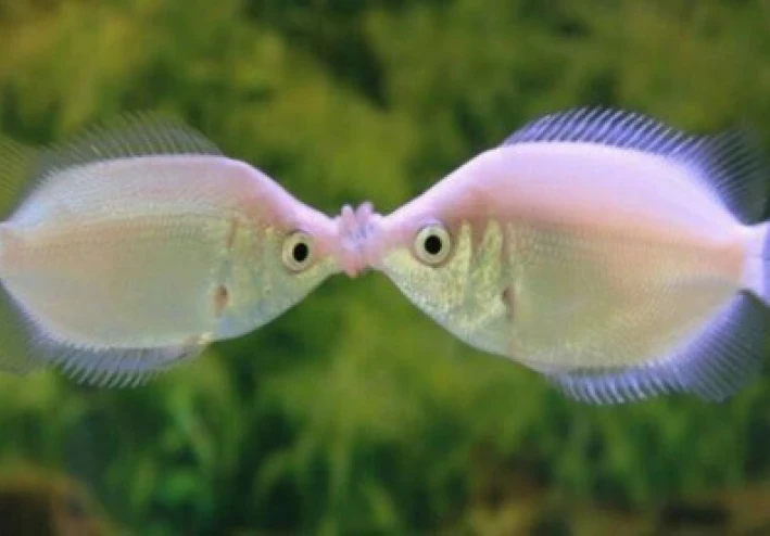 أسماك الزينة بالون تقبيل جرامي  (Baloon Kissing Gourami )