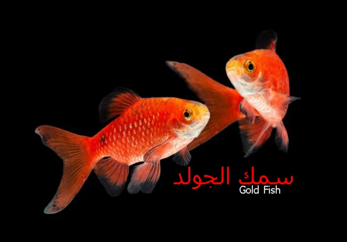 سمك الجولد Gold Fish  من اروع اسماك الزينة
