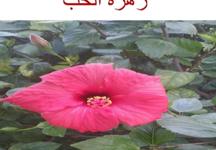 خذ حذرك؛ زهور الحب قد تكون قاتلة.