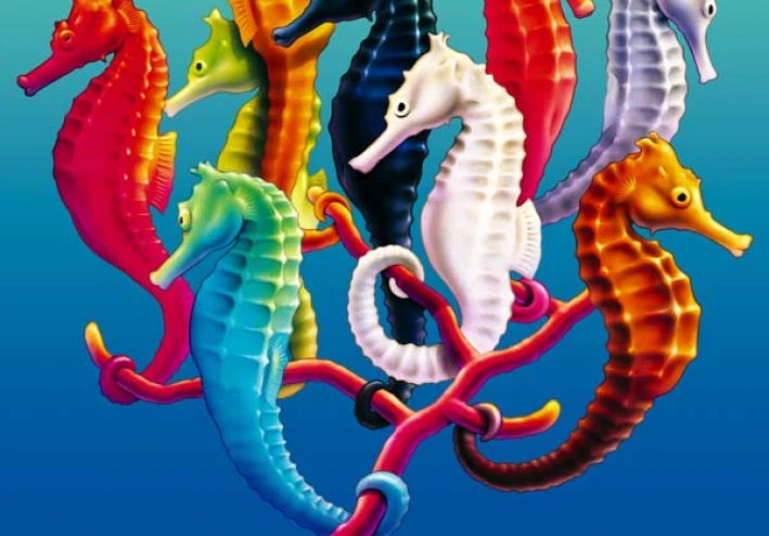 حصان البحر المصري: جوهرة البحر الأحمر  Egyptian seahorse