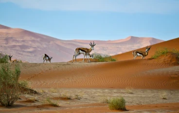 التكيف الخارق: دليل مصور لأشهر 100 نوع من الكائنات الحية في البيئات الصحراوية العالمية