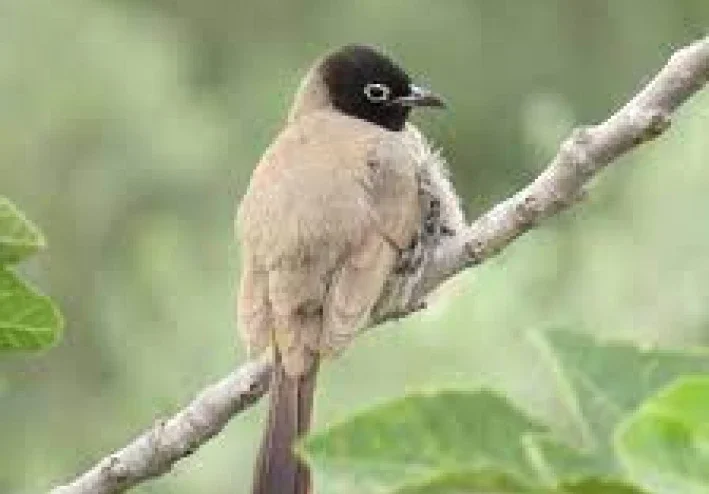 قصيدة صوت صفير البلبل للشاعر الاصمعي