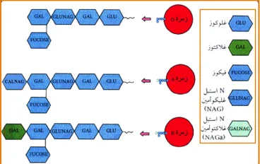 الذات واللاذات لمادة  العلوم الطبيعية والحياة 