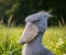 صورة مقال 🐦 طائر الحذاء: مخلوق مرعب بوجه ديناصور يحدق فيك بلا حركة!