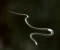 صورة مقال 🐍 الأفعى الطائرة: لن تصدق كيف يطير هذا الثعبان بدون أجنحة!