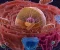 صورة مقال ظهور الخلايا المعقدة (Eukaryotes)