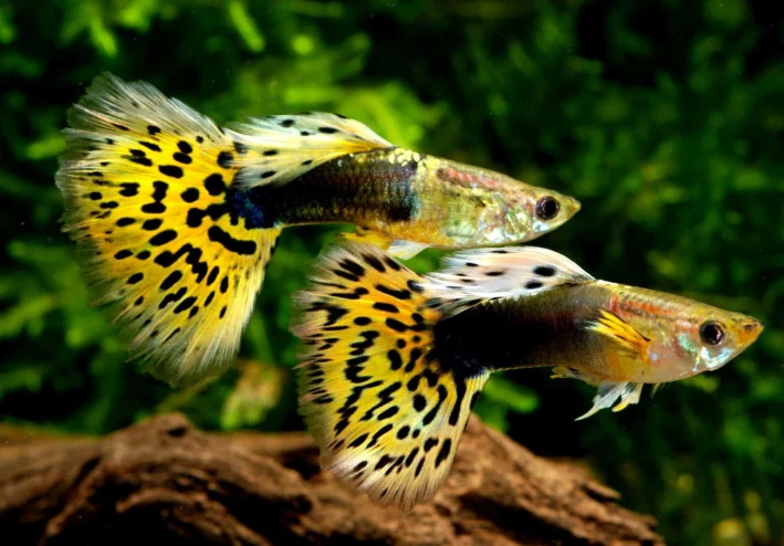 دليل علمي شامل لهواة تربية الأسماك الولودة (Poeciliidae) في الأحواض المنزلية