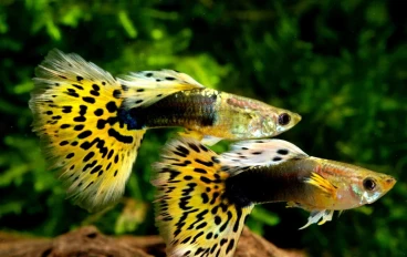 دليل علمي شامل لهواة تربية الأسماك الولودة (Poeciliidae) في الأحواض المنزلية