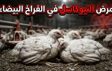 مرض النيوكاسل في الفراخ البيضاء