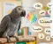 صورة مقال كيف يستطيع الببغاء التحدث مثل البشر؟ السر العلمي وراء موهبته المدهشة