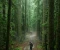 article image for The Architecture of Quiet: Why Our Brains Need Silence