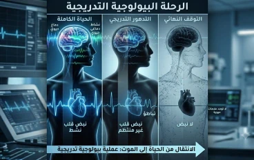 الموت لا يأتي في لحظة مفاجئة: كيف ساعد التقدم العلمي على فهم المراحل الأخيرة من الحياة