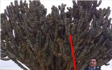 شجرة الزقوم 🌲هي شجرة الجحيم 🔥🔥