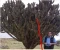 صورة مقال شجرة الزقوم 🌲هي شجرة الجحيم 🔥🔥
