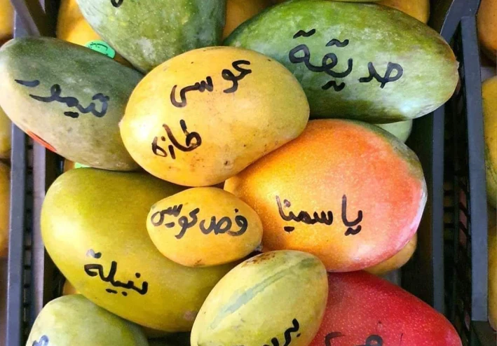 انواع المانجو المتواجده في مصر