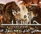 صورة مقال جلـيـبـيـب رضي الله عنه وارضاه 