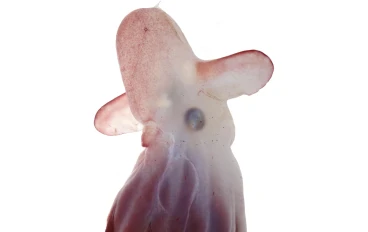 **“راقص الأعماق المظلمة: قصة الأخطبوط دامبو الغامض 🐙🌊”**