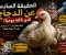 صورة مقال الحقيقة الصادمة عن الدجاج الذي نأكله يوميًا