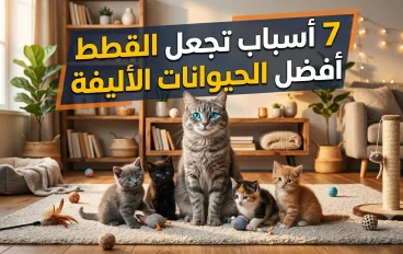 لماذا يزداد انتشار القطط المنزلية؟ 7 فوائد تجعل الكثيرين يفضلون تربيتها