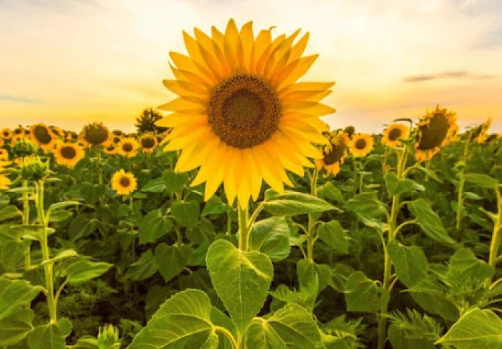 10 زهور جميلة و غريبة