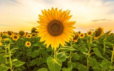 10 زهور جميلة و غريبة 