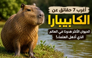 أغرب 7 حقائق عن الكابيبارا.. الحيوان الأكثر هدوءًا في العالم الذي أذهل العلماء