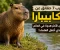 صورة مقال أغرب 7 حقائق عن الكابيبارا.. الحيوان الأكثر هدوءًا في العالم الذي أذهل العلماء