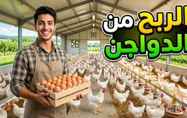 الربح من مشروع تربية الدواجن: فرصة استثمارية قوية ومشروع ناجح برأس مال مناسب