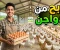 صورة مقال الربح من مشروع تربية الدواجن: فرصة استثمارية قوية ومشروع ناجح برأس مال مناسب