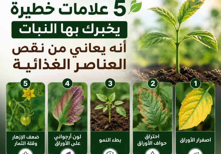 5 علامات خطيرة يخبرك بها النبات أنه يعاني من نقص العناصر الغذائية