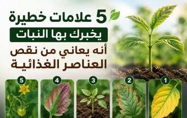 5 علامات خطيرة يخبرك بها النبات أنه يعاني من نقص العناصر الغذائية