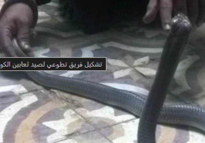 ثعابين القراقرة تثير الرعب: وفاتان بلدغات سامة ومطالبات بالتدخل العاجل