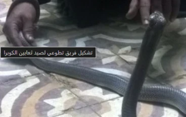 ثعابين القراقرة تثير الرعب: وفاتان بلدغات سامة ومطالبات بالتدخل العاجل