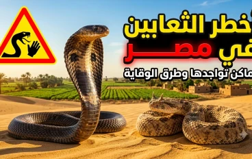 أخطر أنواع الثعابين في مصر.. أماكن انتشارها وطرق الوقاية من لدغاتها والعلاج المناسب