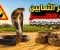 صورة مقال أخطر أنواع الثعابين في مصر.. أماكن انتشارها وطرق الوقاية من لدغاتها والعلاج المناسب