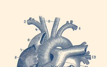 تشريح القلب من المنظور الطبي