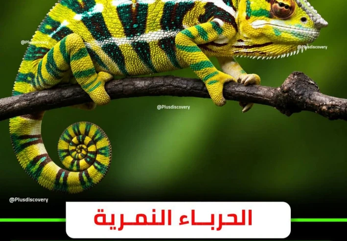 الحرباء النمرية: تحفة إلهية في مملكة الزواحف