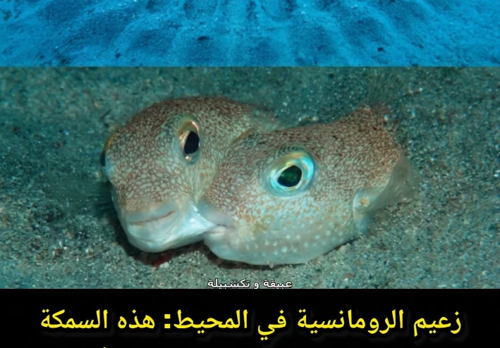 الحب يصنع المعجزات حتى بين الأسماك 😂😂😂