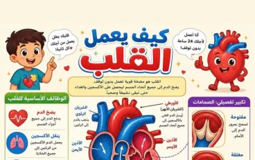 التكوين الجنيني للقلب و العيوب الخلقية