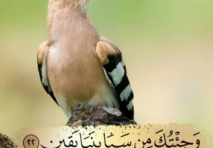 قصة الهدهد مع نبى الله سليمان عليه السلام