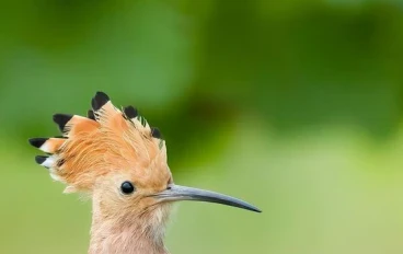 قصة الهدهد مع نبى الله سليمان عليه السلام