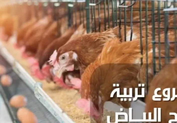 دراسة جدوى مشروع تربية الدجاج البياض؛ أهم 6 متطلبات للربح في المشروع