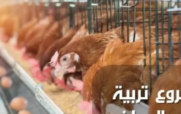 دراسة جدوى مشروع تربية الدجاج البياض؛ أهم 6 متطلبات للربح في المشروع