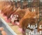 صورة مقال دراسة جدوى مشروع تربية الدجاج البياض؛ أهم 6 متطلبات للربح في المشروع