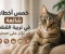صورة مقال 5  أخطاء شائعة في تربية القطط قد تؤثر على صحتها
