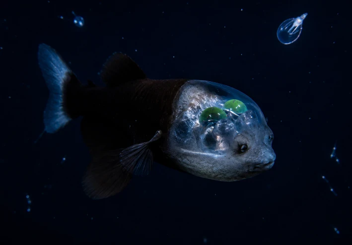 سمكة الرأس الشفاف (Barreleye Fish): الكائن الذي يرى العالم من خلال رأسه