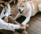 صورة مقال Pedigree Dog Food Recall 2026
