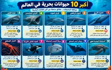 أكبر 10 حيوانات بحرية على وجه الأرض
